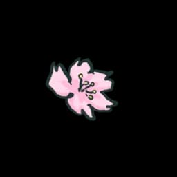 Cherry Blossom